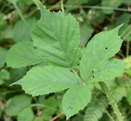 Fine-panicled Bramble