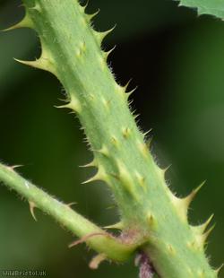 Fine-panicled Bramble