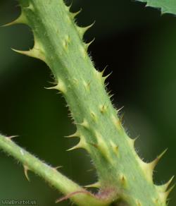 Fine-panicled Bramble