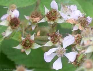 Rubus angusticuspis