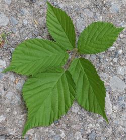 Rubus leyanus