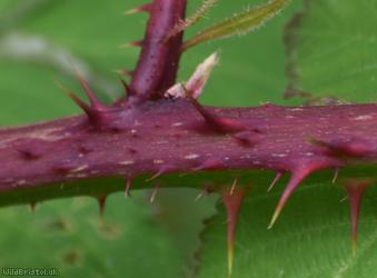Rubus raduloides