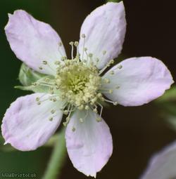 Grey-felted Bramble