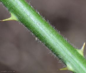 Grey-felted Bramble