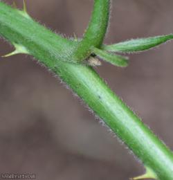 Grey-felted Bramble