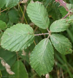 image for Rubus purbeckensis