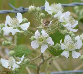 Southern Bramble