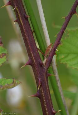 Rubus villicauliformis