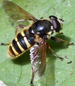 Yellow-barred Peat Hoverfly
