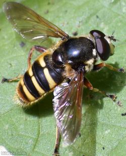 image for Yellow-barred Peat Hoverfly