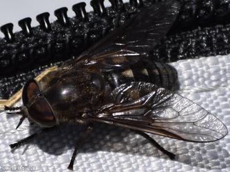 image for Hairy-legged Horsefly