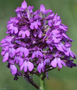 image for Pyramidal Orchid