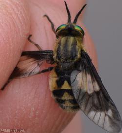 image for Twin-lobed Deerfly