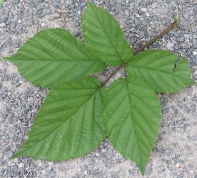 Rubus nemoralis