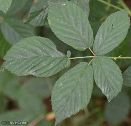 Few-prickled Bramble