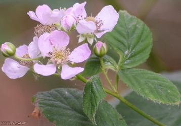 Few-prickled Bramble