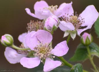 Few-prickled Bramble