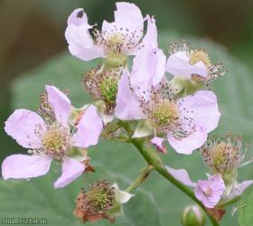 Few-prickled Bramble