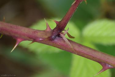 Rubus arrhenii
