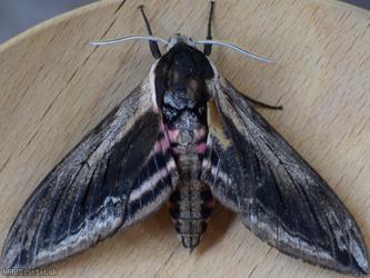 image for Privet Hawk-moth