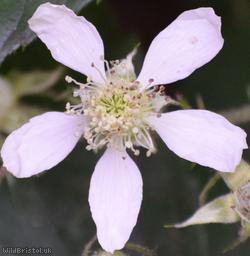 Rubus 'Bristol glareosus'