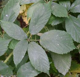 Rubus 'Bristol glareosus'