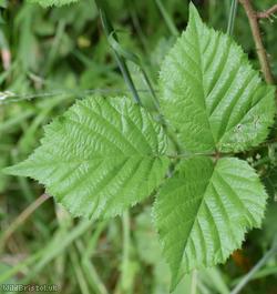 Rubus scabripes