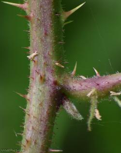 Rubus scabripes