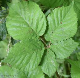 Rubus scabripes
