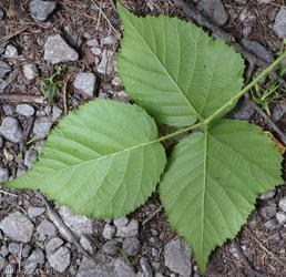 Rubus scabripes