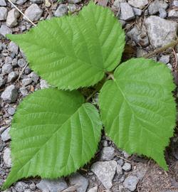 Rubus scabripes