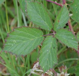 image for Rubus fuscicaulis