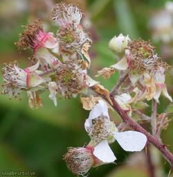 Rubus fuscicaulis