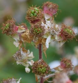 Rubus fuscicaulis