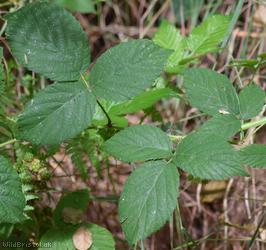 Rubus sciocharis