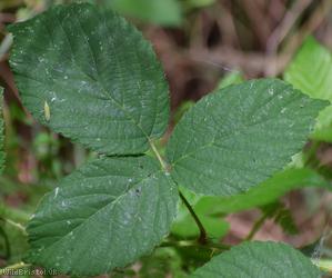 Rubus sciocharis