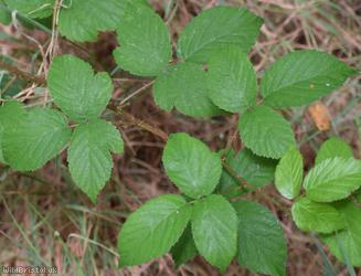 Rubus sciocharis