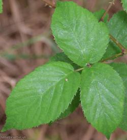 Rubus sciocharis
