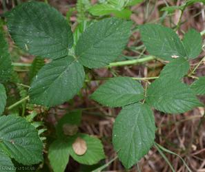 Rubus sciocharis