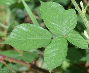 image for Rubus series Anisacanthi