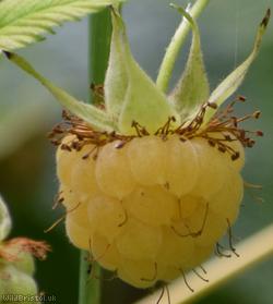 image for Raspberry