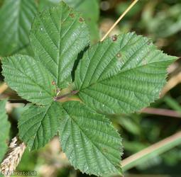 image for Rubus davisii