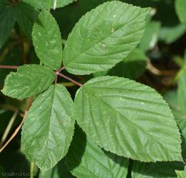 Few-prickled Bramble