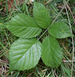 image for Rubus adscitus
