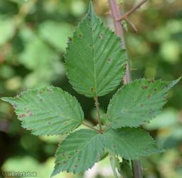 image for Rubus platyacanthus