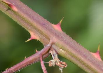 Rubus platyacanthus