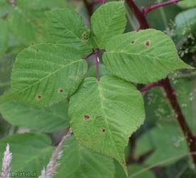 image for Rubus imbricatus x R. rubritinctus ?