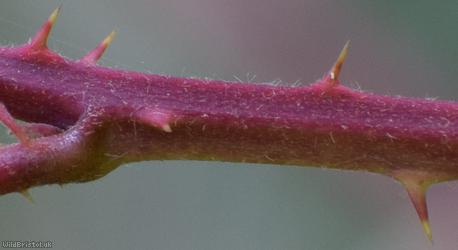 Rubus imbricatus x R. rubritinctus ?