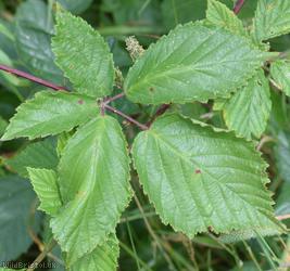 Rubus cissburiensis