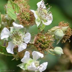 Rubus cissburiensis